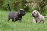 CANE CORSO 1051